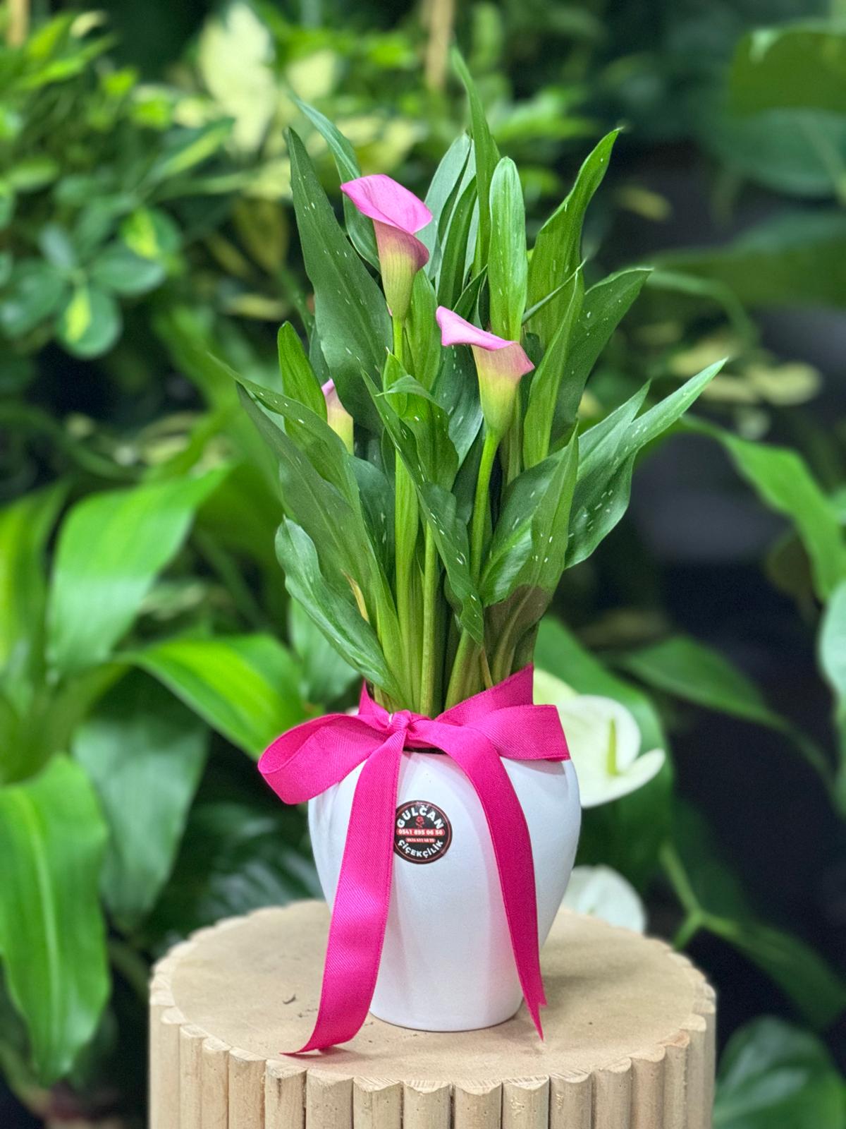 Akçakale Orkide Siparişi